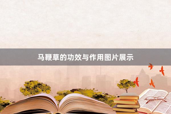 马鞭草的功效与作用图片展示