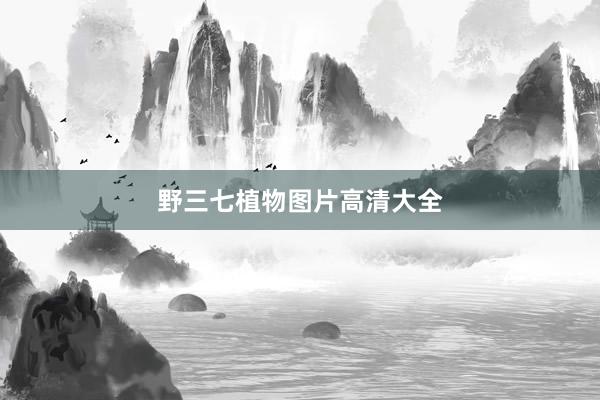 野三七植物图片高清大全